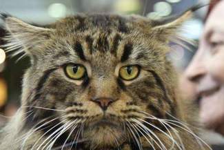  (Maciej Kaczanowski)