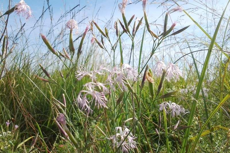 Goździk pyszny (Dianthus superbus L.) jest objęty ścisłą ochroną gatunkową. Jest zagrożony wymarciem