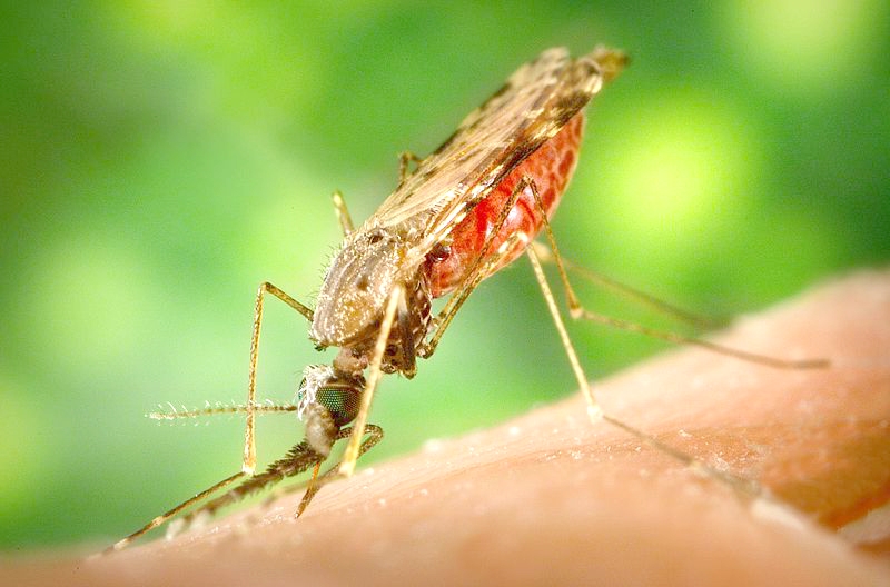 Samica komara z rodzaju Anopheles – to ona przenosi malarię między osobami chorymi i zdrowymi. (James Gathany)