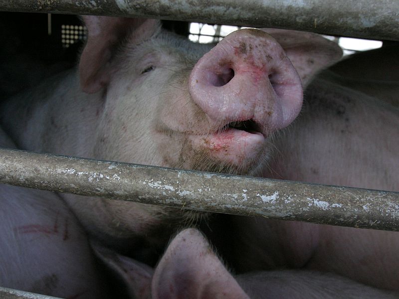Ruszają badania stad świń pod kątem choroby Aujeszky'ego (Dorota Awiorko-Klimek/Archowum)