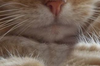 Światowy Dzień Kota. Zdjęcia kotów naszych Czytelników