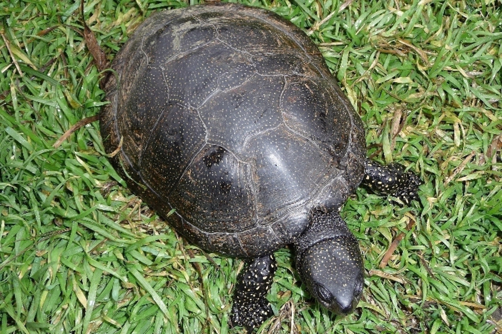 Żółw błotny (Emys orbicularis) to jedyny gatunek żółwia żyjący w Polsce w naturze. Jego populację na
