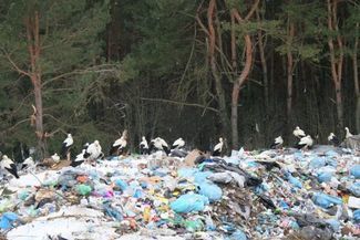 Mieszkańcy pomagają bocianom z wysypiska we Włodawie