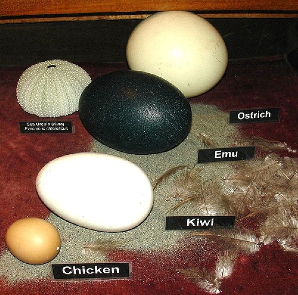 Porównanie jaj strusia, emu, kiwi i kury domowej (Zureks)