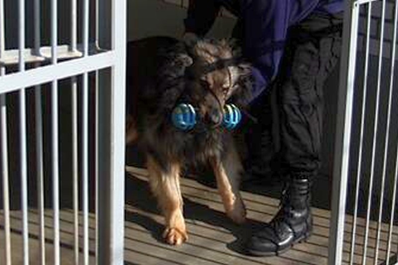 Pies tropiący doprowadził policjantów do sąsiedniej posesji (Jacek Świerczyński / Archiwum)