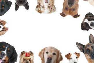 Zwierzaki czekają na Wasze głosy tylko do 31 maja