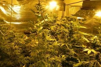 Właściciel uprawy, 30-letni mieszkaniec Lublina trafił do policyjnego aresztu. W przeszłości odpowia