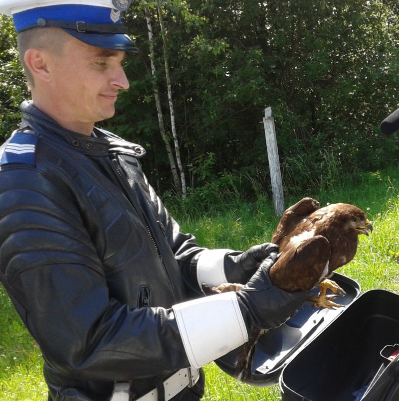 Sierżant Artur Skrzypczak schował myszołowa do kufra motocykla. (Policja)