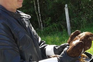 Sierżant Artur Skrzypczak schował myszołowa do kufra motocykla. (Policja)