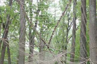 3. Land Art Festiwal w Zwierzyńcu (Mazi / archiwum)