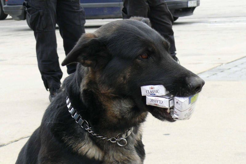 Kontrabandę tropią też psy służbowe – takie jak Lima – szkolone do wykrywania papierosów i narkotyków (Izba Celna w Białej Podlaskiej)