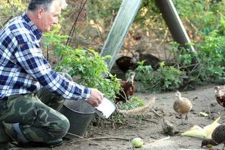 Andrzej Gaweł od lat zajmuje się hodowlą bażantów (Maciej Kaczanowski)