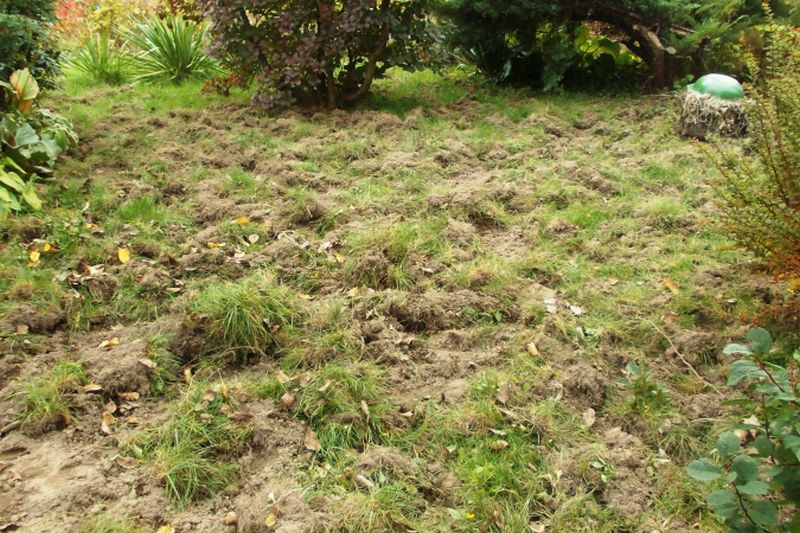 Ślady po dzikach w ogródkach działkowych w rejonie ul. Grzybowej (Ewelina Burda )