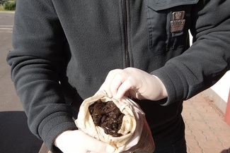 Kolejne pijawki trafiły do Zoo w Zamościu