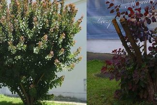 Perukowiec przed i po "zabiegu" (Alarm24)