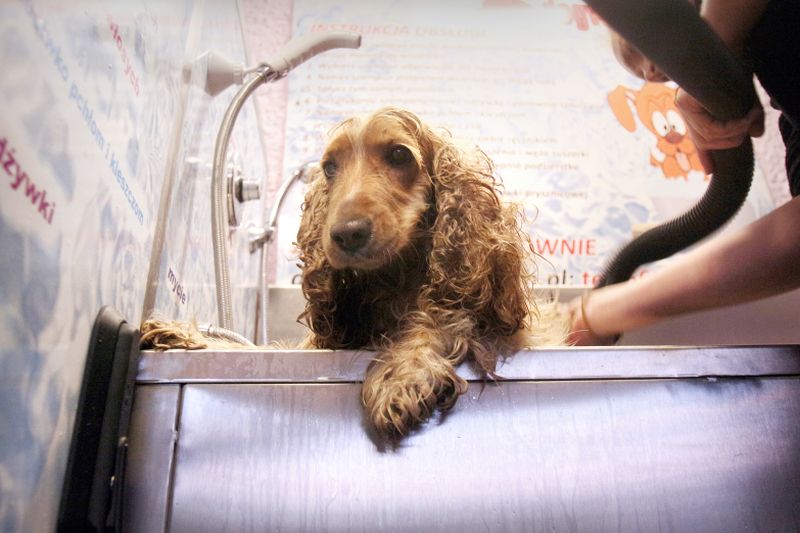 Wczoraj w myjni dla psów była myta Luna. – Już mniej się boi suszenia – przekonuje Agnieszka Dorosz 