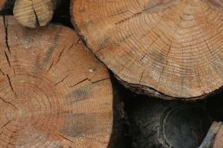 Chełm: Wytnij sobie przydrożne drzewo. Na opał