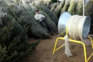 Choinka przed wniesieniem do mieszkania wymaga zahartowania (Jacek Świerczyński)