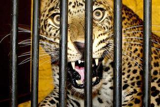 Lampard Xawery przyjechał do zoo w Zamościu