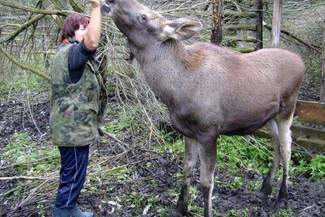 Wszyscy nasi dzicy podopieczni: Łosie, koziołki, dziki i sarny