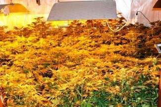 Wpadł na nielegalnej plantacji: 100 krzaków konopi indyjskich (wideo)