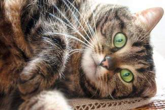 Światowy Dzień Kota w Schronisku dla Bezdomnych Zwierząt w Lublinie