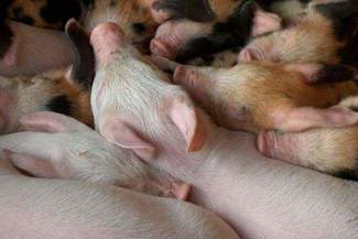 Lubelskie zagrożone afrykańskim pomorem świń. Nie będzie targów