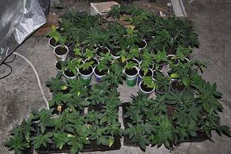 20-latek uprawiał konopie na strychu