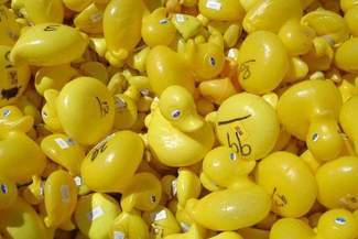 Charytatywny wyścig kaczek w Lublinie. Popłyną Bystrzycą