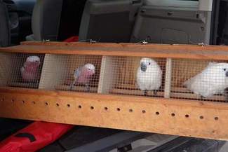 Papugi na granicy za prawie 40 tys. zł