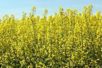 Air Show czy paliwo z rzepaku? 238 projektów walczy o tytuł priorytetowych