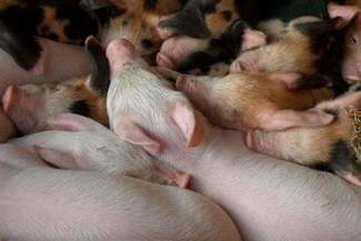 Lubelscy hodowcy a embargo na mięso. "Rosja to mało pewny klient"