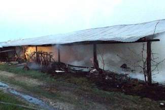 Pożar fermy drobiu. Spaliło się 10 tys. piskląt indyków (zdjęcia)