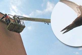 66 budek dla jerzyków, czyli jak spółdzielnia radzi sobie z komarami