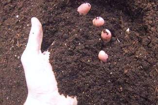 Zamówili przez Internet tytoń. Dostali ziemię