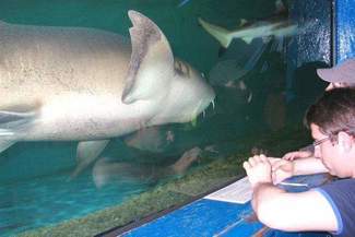 Chełmianie oko w oko z żarłaczem. Przyjechało mobilne akwarium