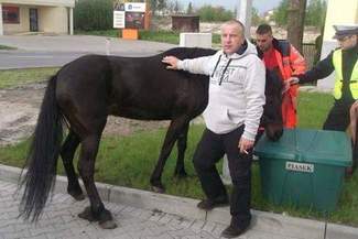 Koń bez jeźdźca galopował ulicami Zamościa. Policjanci ruszyli w pościg