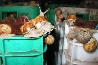 Zarobić na ślimakach. 2 zł za kilogram winniczków