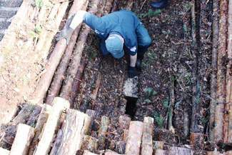 Ogromny przemyt w wagonie z drewnem