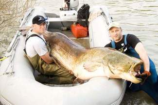 Pan Piotr złowił rybę-giganta (wideo)