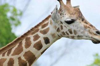 Zoo w Zamościu: Żyrafy przyjadą później?