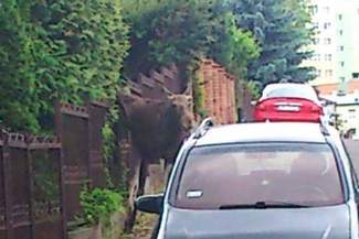 Młody łoś błąkał się po ulicach Lublina