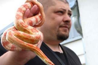 Wąż pełzał na poczcie. Policja szuka nadawcy nietypowej paczki (wideo)