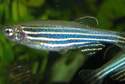 Danio pręgowany na Uniwersytecie Medycznym. Będą badać ryby transgeniczne