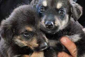 Kierowca wyrzucił szczeniaki z samochodu i odjechał