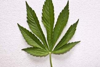 Uczeń hodował konopie w doniczkach w klasie