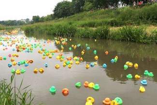 Wyścig Kaczek w Lublinie. Zielona była najszybsza (wideo, zdjęcia)