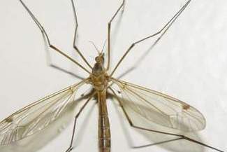 W Zamościu będzie odkomarzanie, pod koniec czerwca