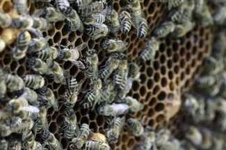 Zniszczyli ule warte 5 tys. zł