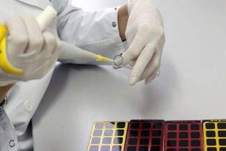 Wąglik zaatakował konie w gm. Rachanie. Bakterie mogły być w ziemi